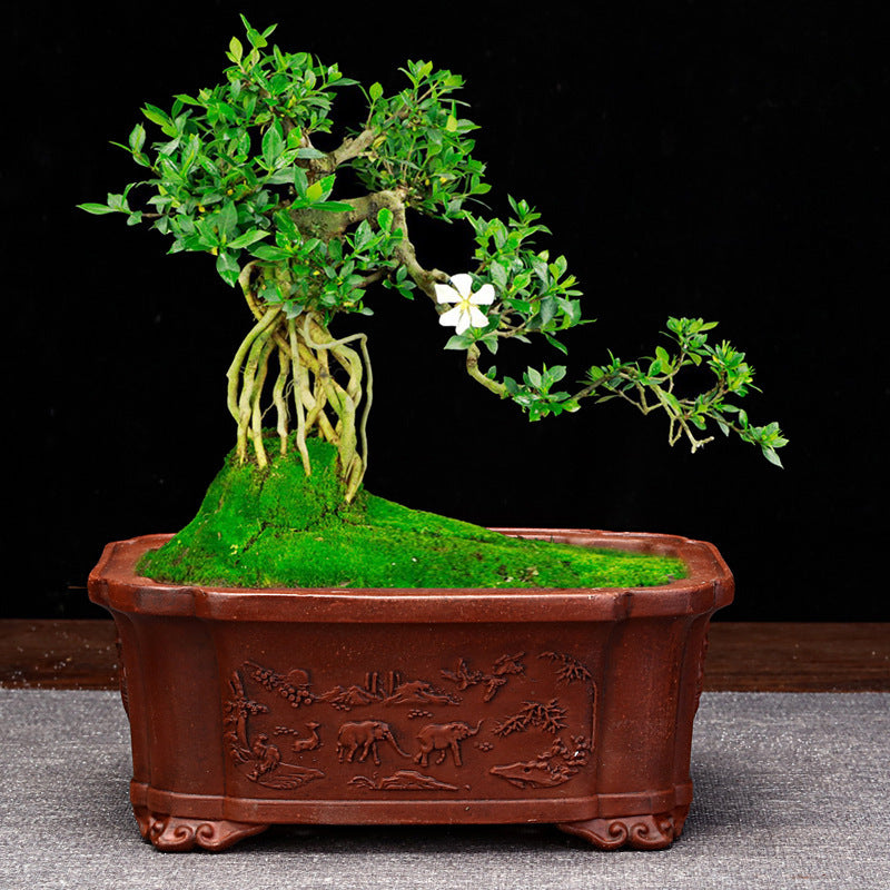 Antique Old Household Desk Flowers And Green Plants Succulent Plant
